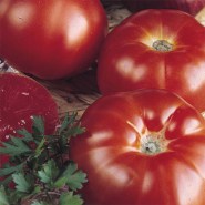 tomata-marmande